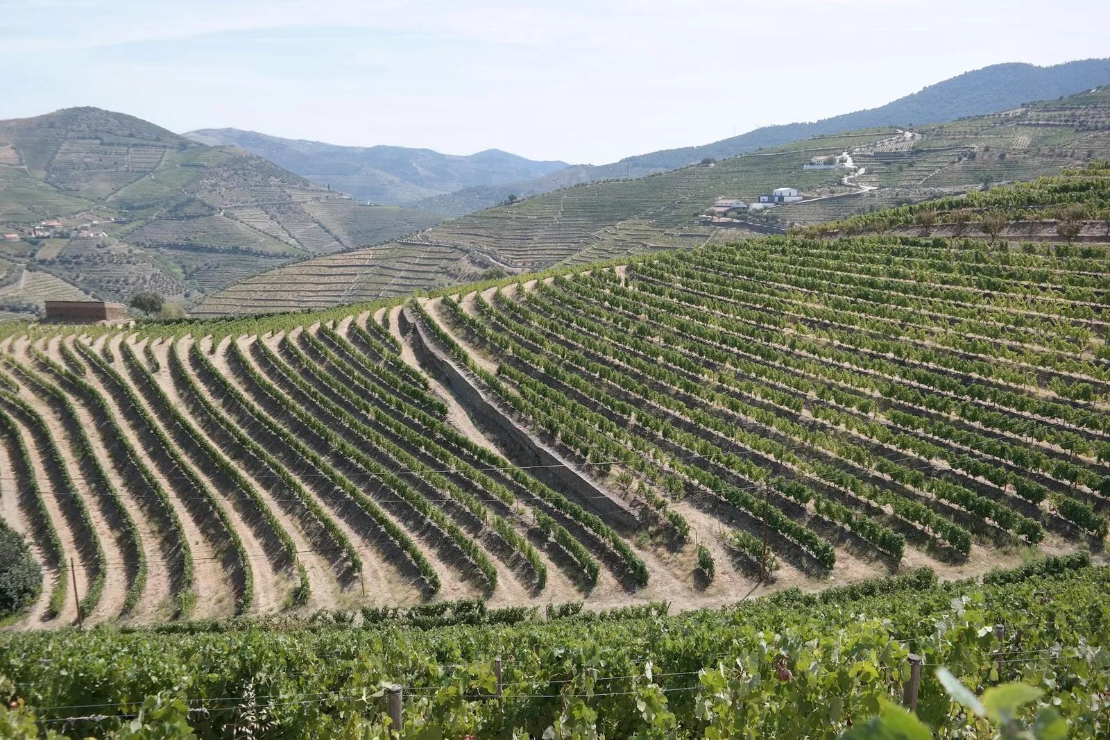Terrassierte Weinberge an den Hängen des Douro-Tals