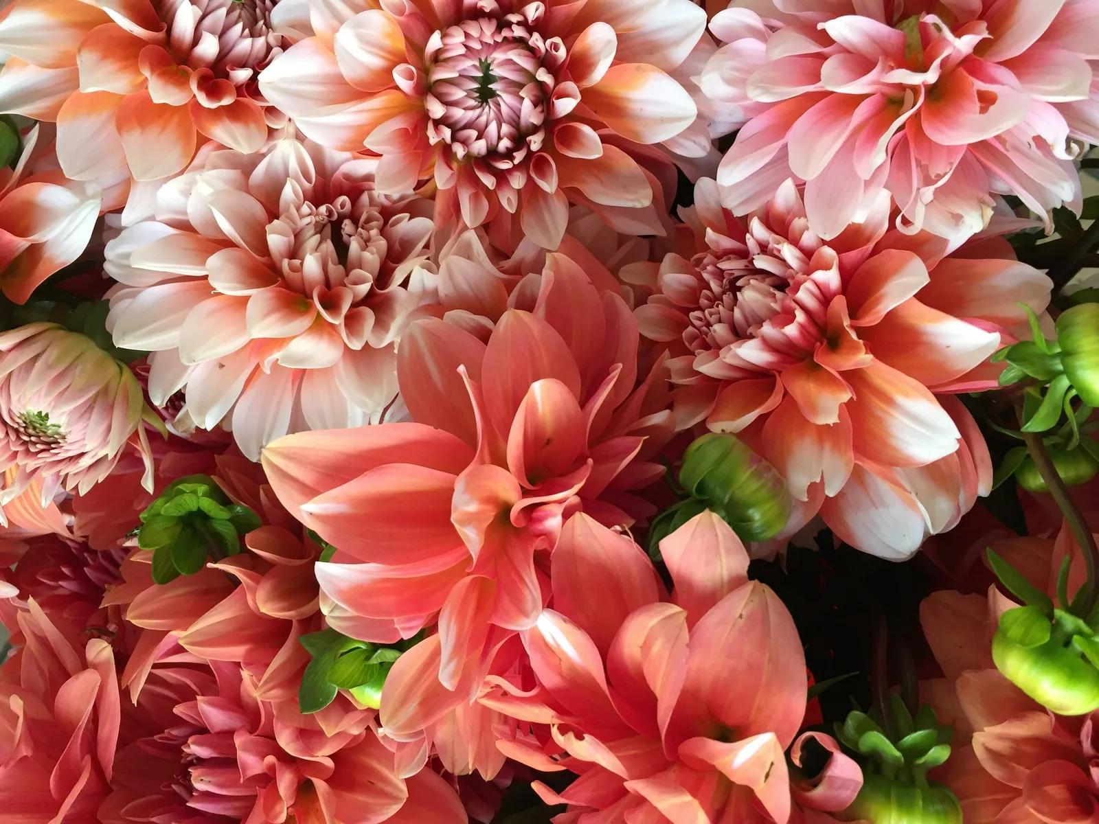 Peach, coral and blush dahlias, the late-summer and autumn flower with the fullness of a peony