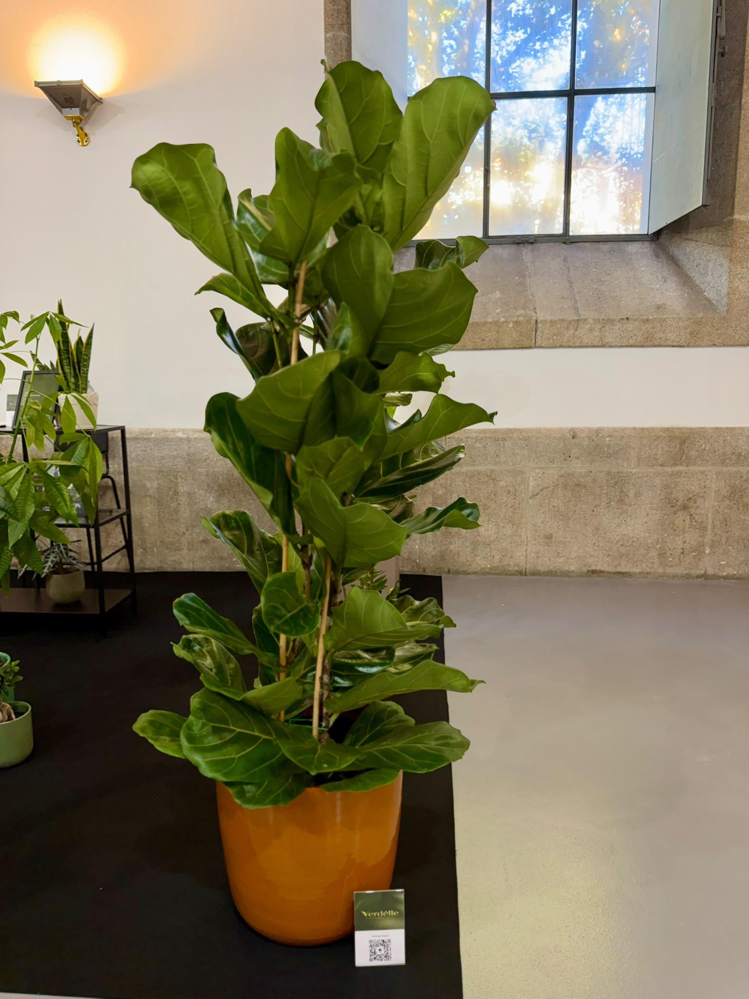 Verdélle - Plants Rental & Sales — 6
