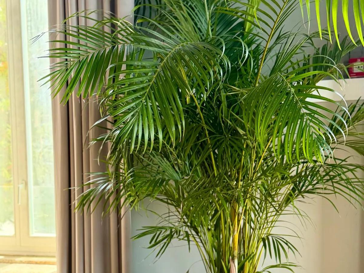 Verdélle - Plants Rental & Sales — 2