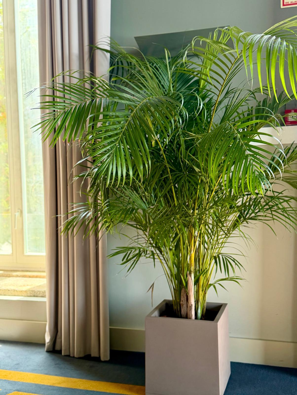 Verdélle - Plants Rental & Sales — 2