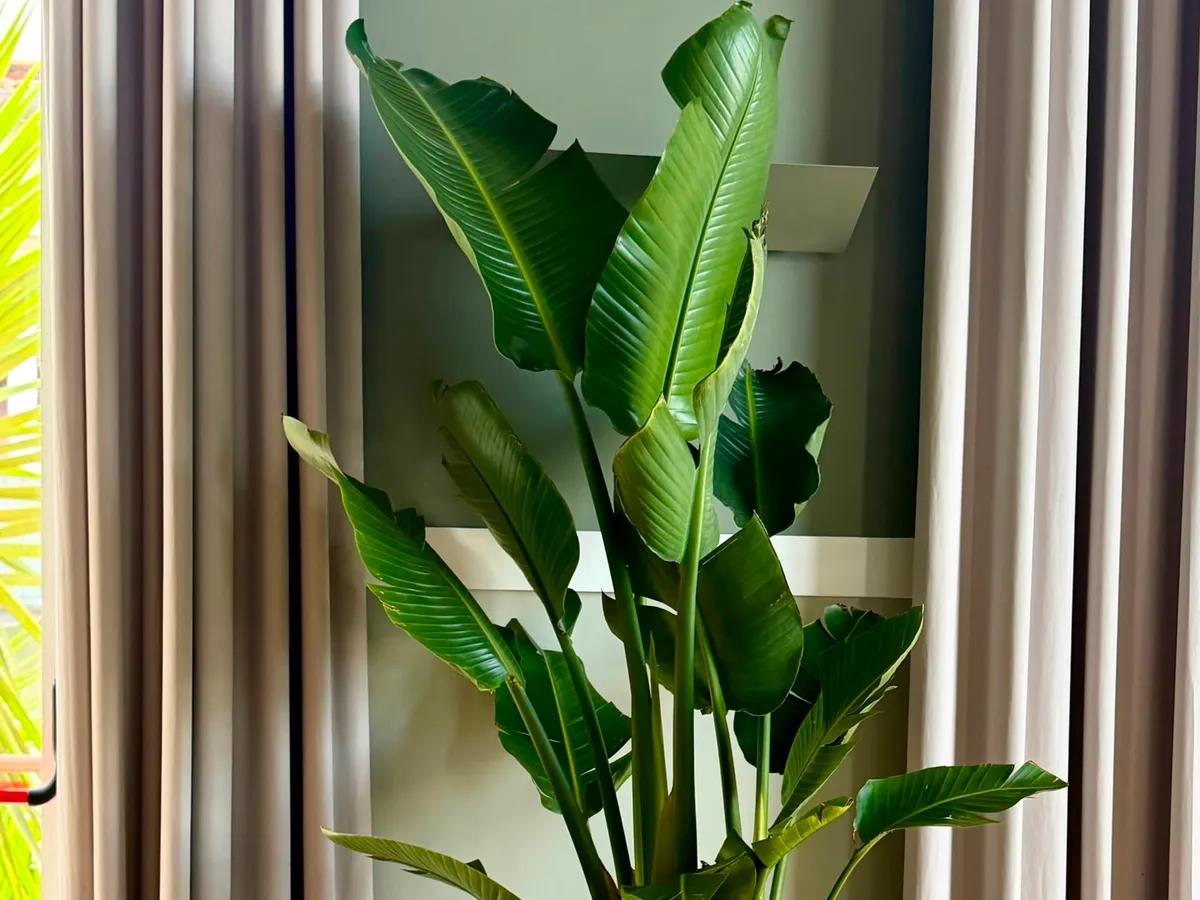 Verdélle - Plants Rental & Sales — 3