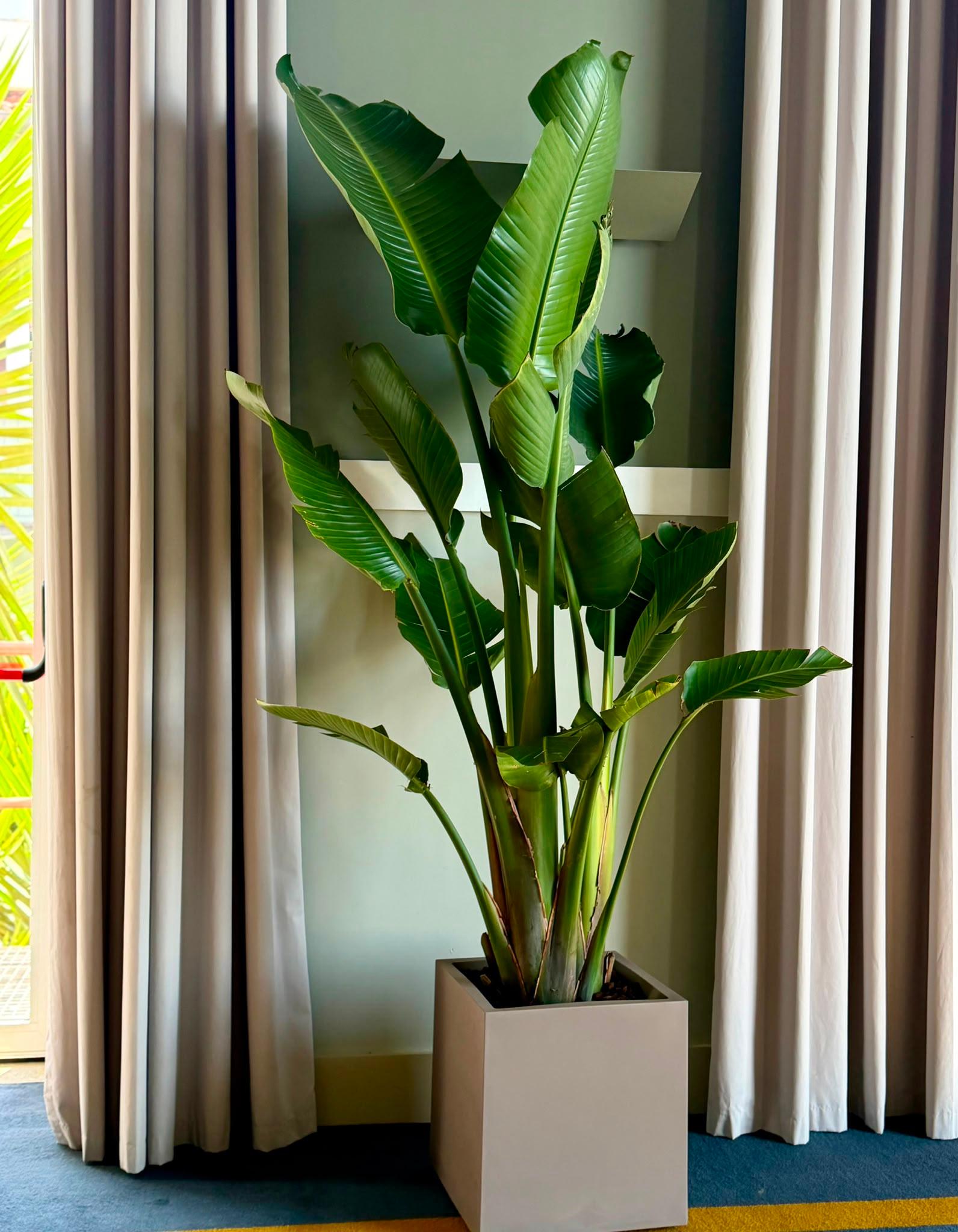 Verdélle - Plants Rental & Sales — 3