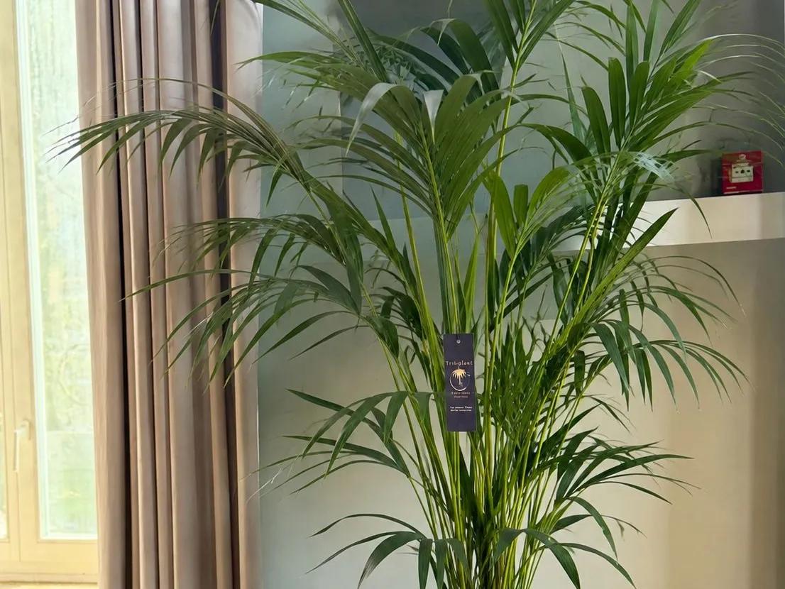 Verdélle - Plants Rental & Sales — 5