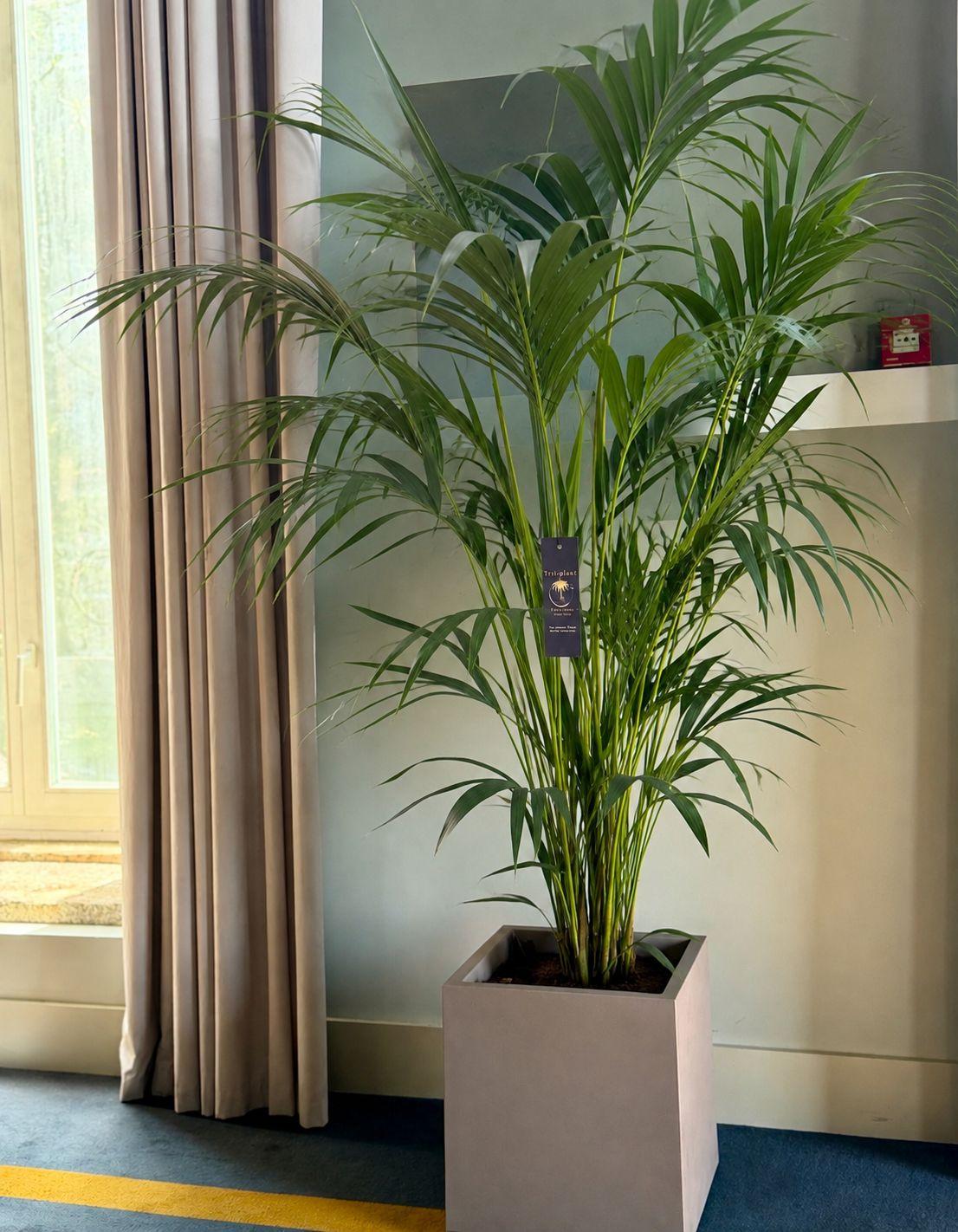 Verdélle - Plants Rental & Sales — 5