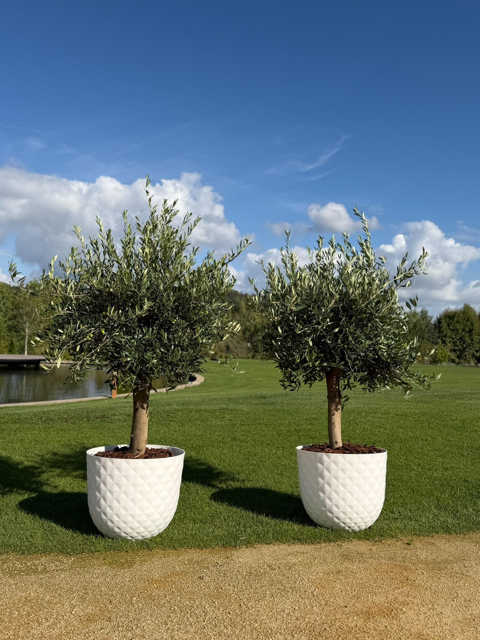 Verdélle - Plants Rental & Sales — 9