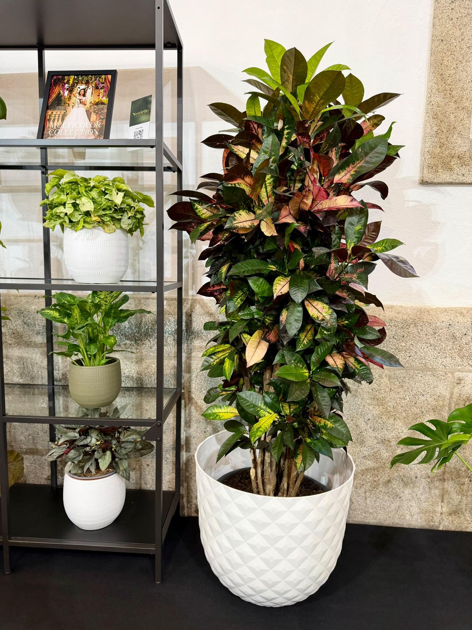 Verdélle - Plants Rental & Sales — 7
